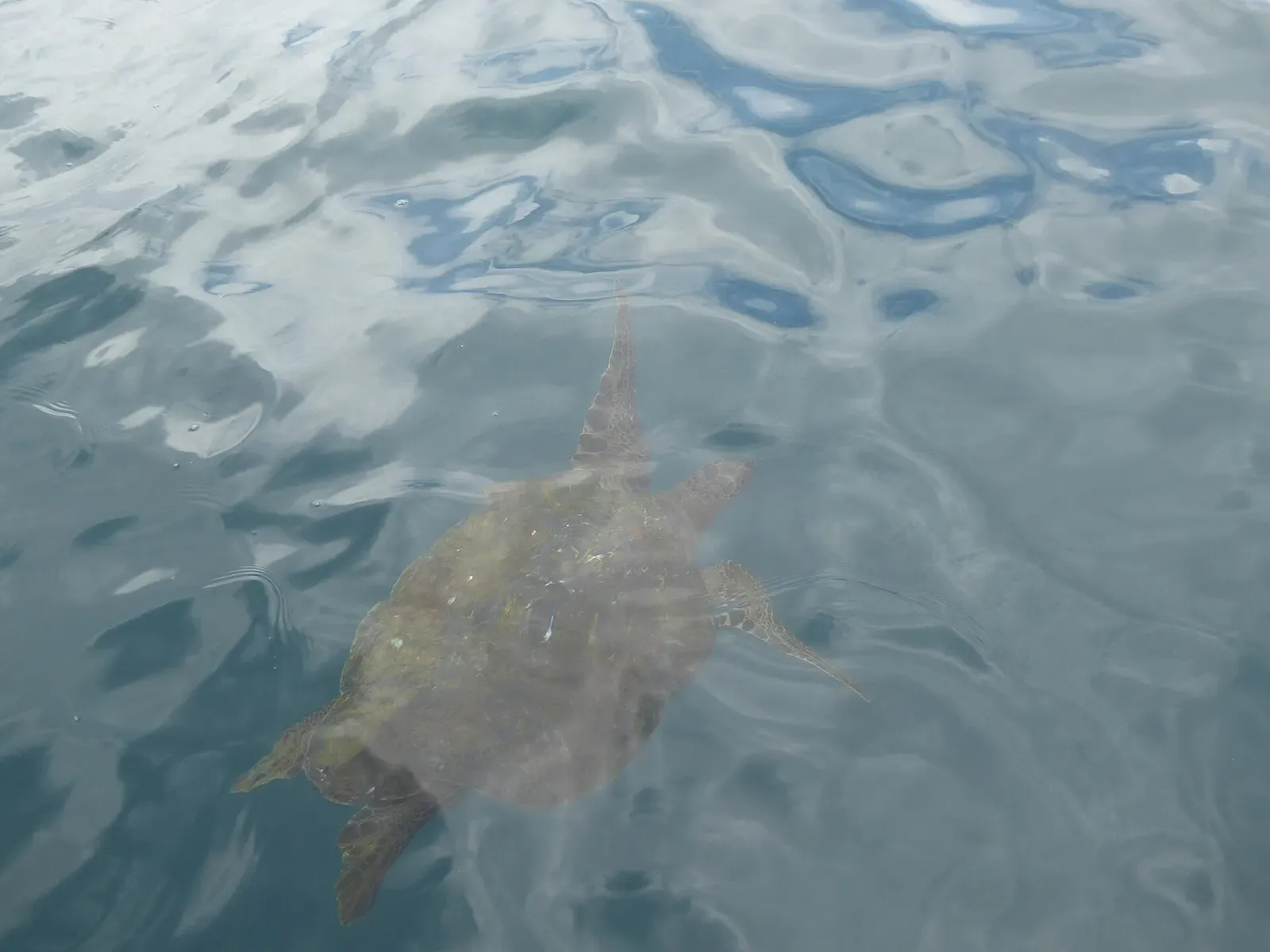 A sea turtle swims just below the rippled surface off Isla de la Plata.