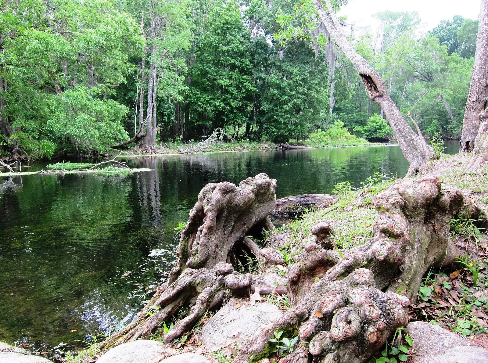Cypress knees rise along the riverbank at Rum Island on the Santa Fe River