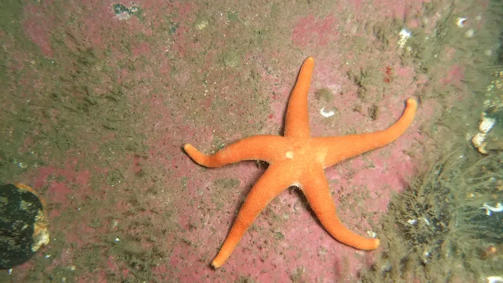 An orange common starfish rests on pink coralline-algae-covered rock underwater
