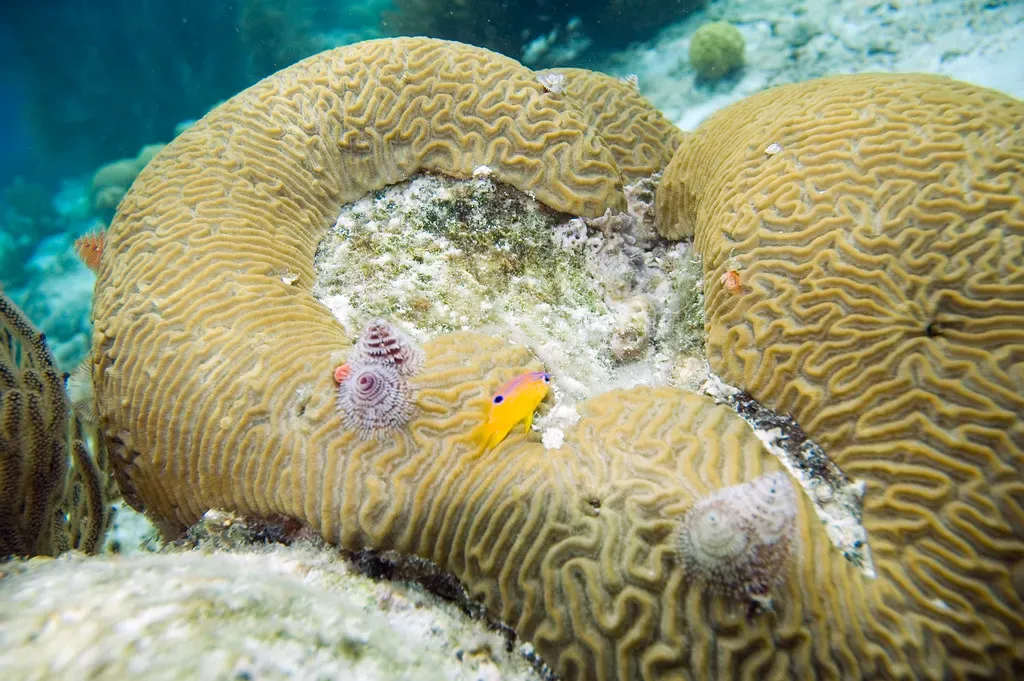 Juvenile damselfish and christmas tree worms on a symmetrical brain coral head