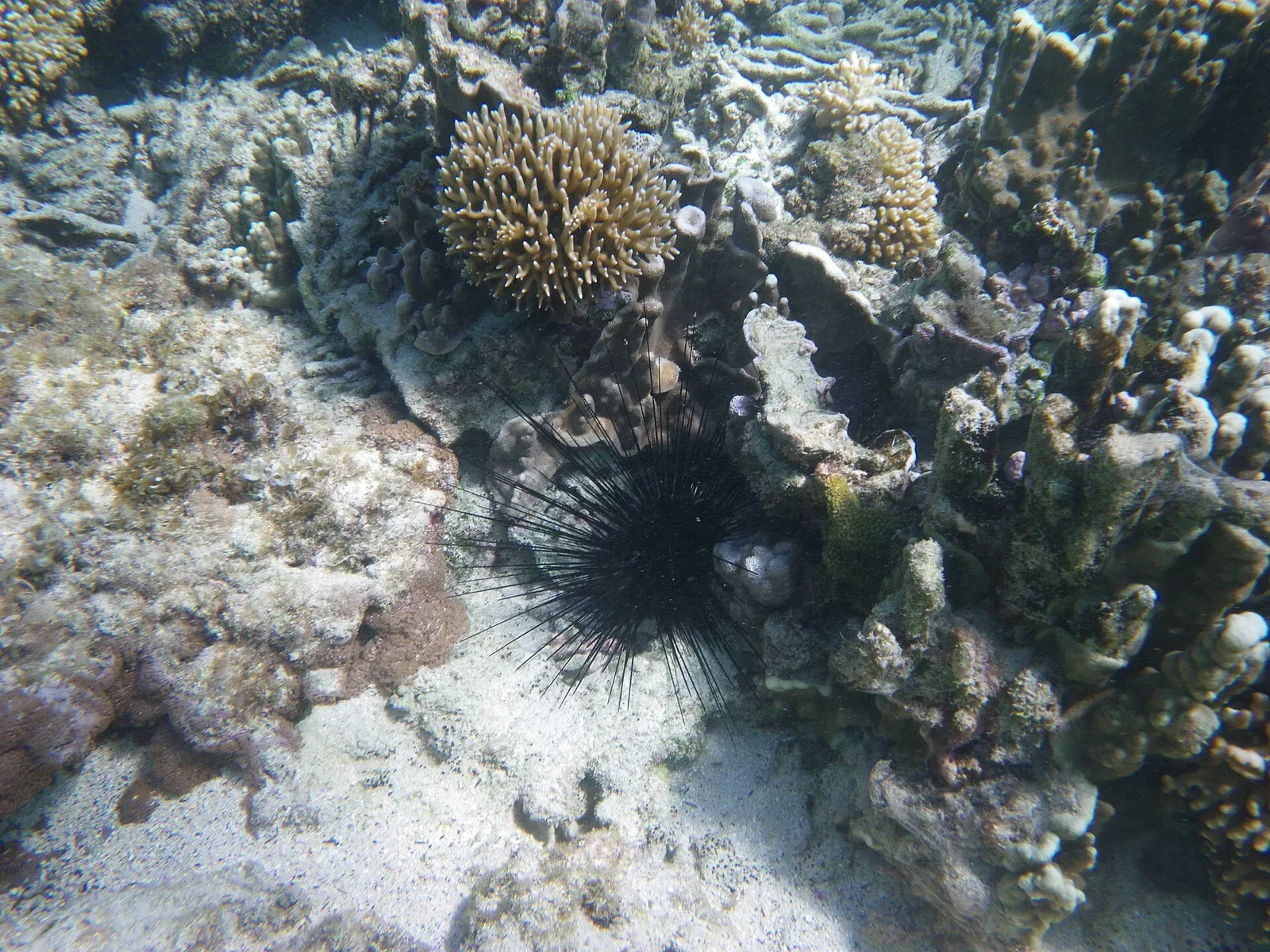 Clusters of hard coral bommies cover the reef at North Bay, Lord Howe Island