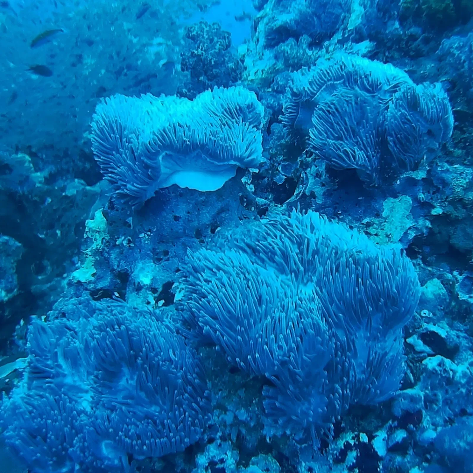 A cluster of magnificent sea anemones with fish sheltering among the tentacles