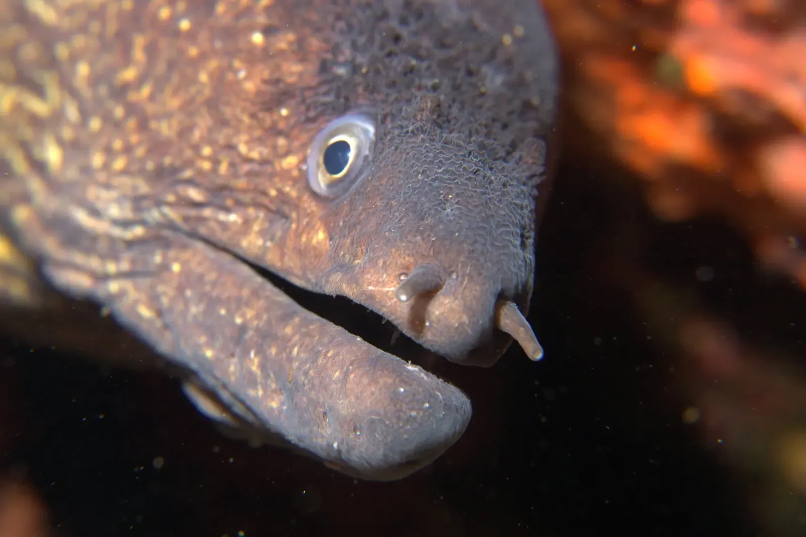 Mediterranean moray eel emerging from a crevice at Tascó Petit, Medes Islands