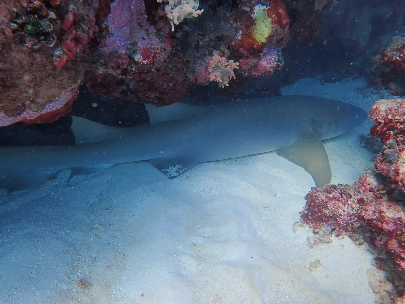 A tawny nurse shark rests on the sand beneath a coral ledge on the Great Barrier Reef
