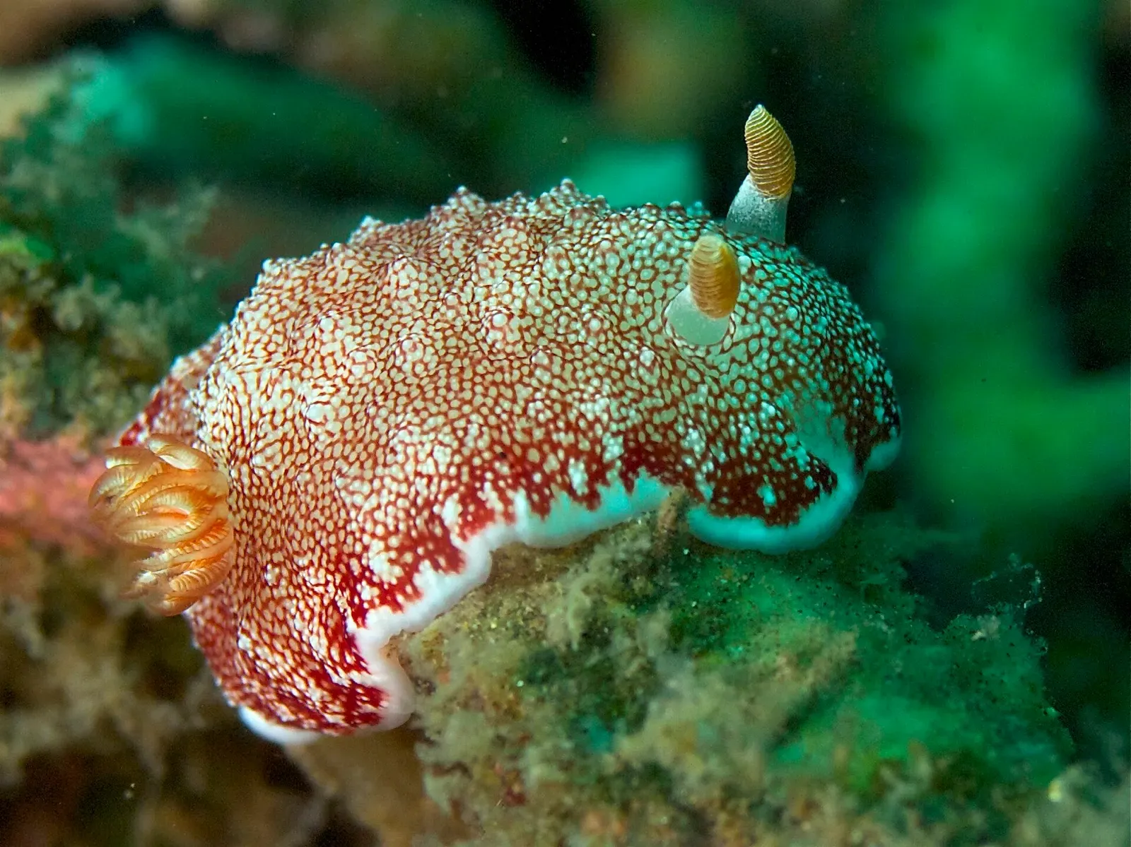 A red and white speckled nudibranch with yellow gills crawls over encrusted reef rock.