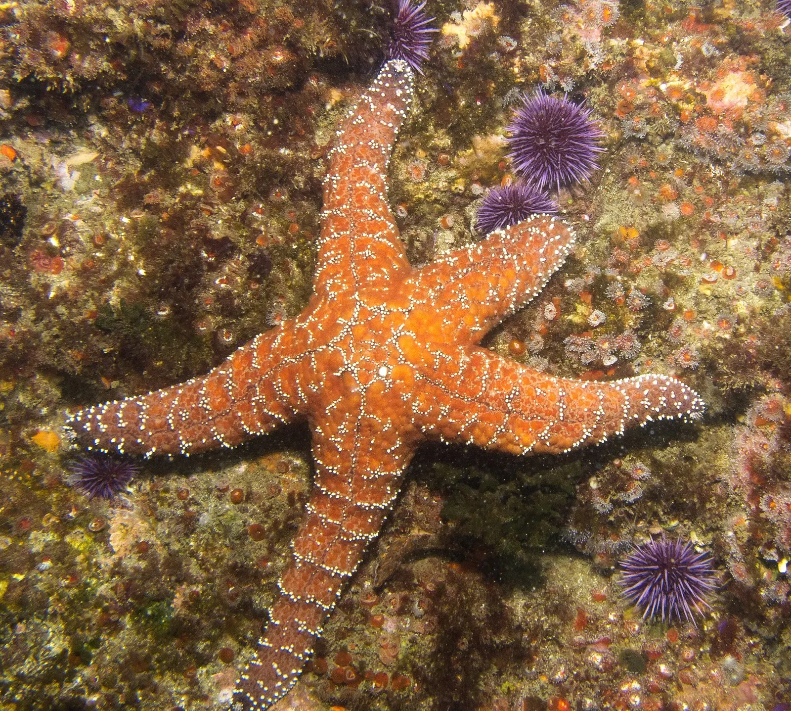 An orange ochre sea star, Pisaster ochraceus, clings to a rocky reef near the Channel Islands