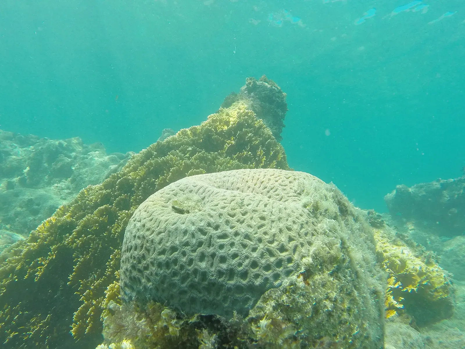 A dome-shaped brain coral head rises from the reef at Abrolhos Marine National Park