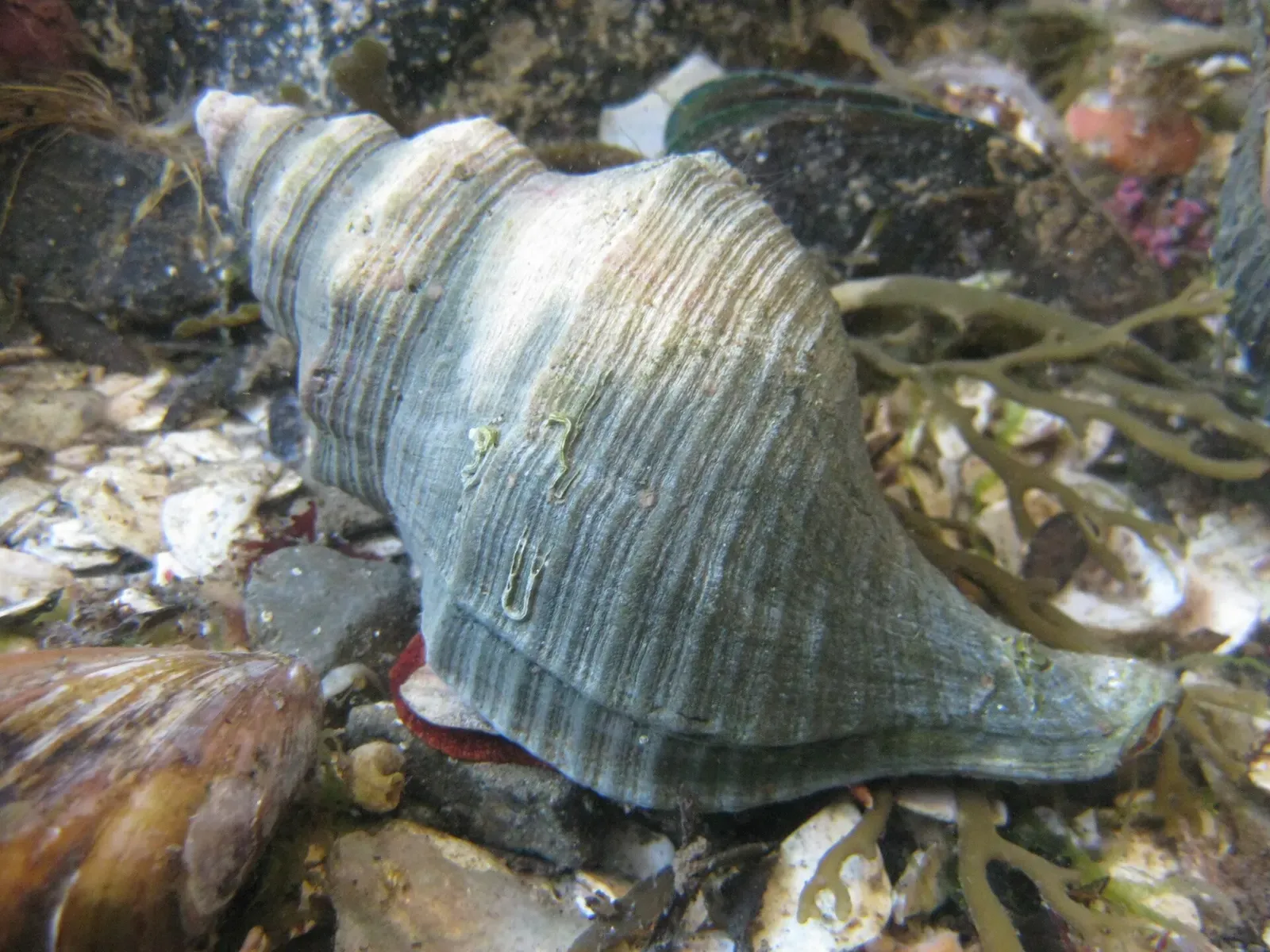Spotted whelk shell resting among kelp fragments and shell debris near Goat Island, New Zealand