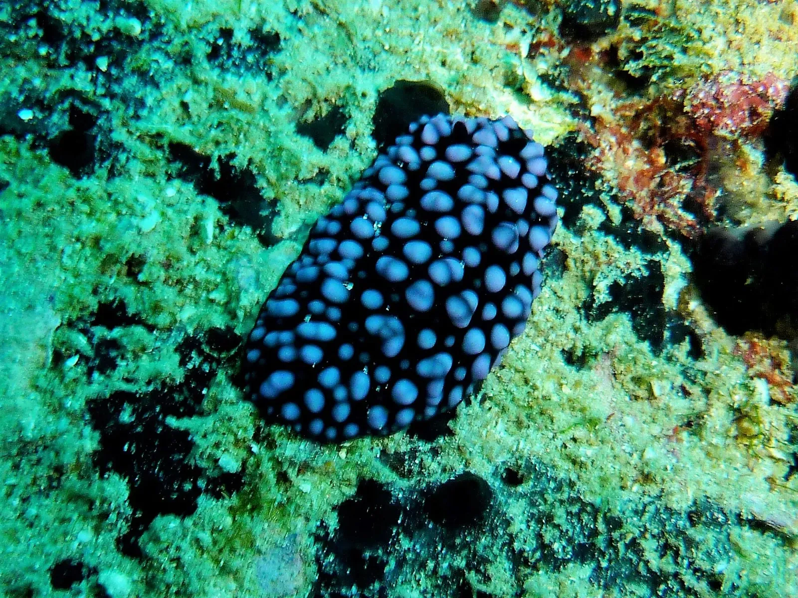 Black nudibranch studded with blue pustules on a teal-hued reef