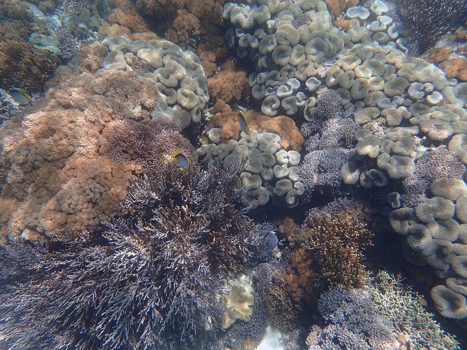 Fan-shaped and branching corals in muted reds and greens cover a shallow reef slope.