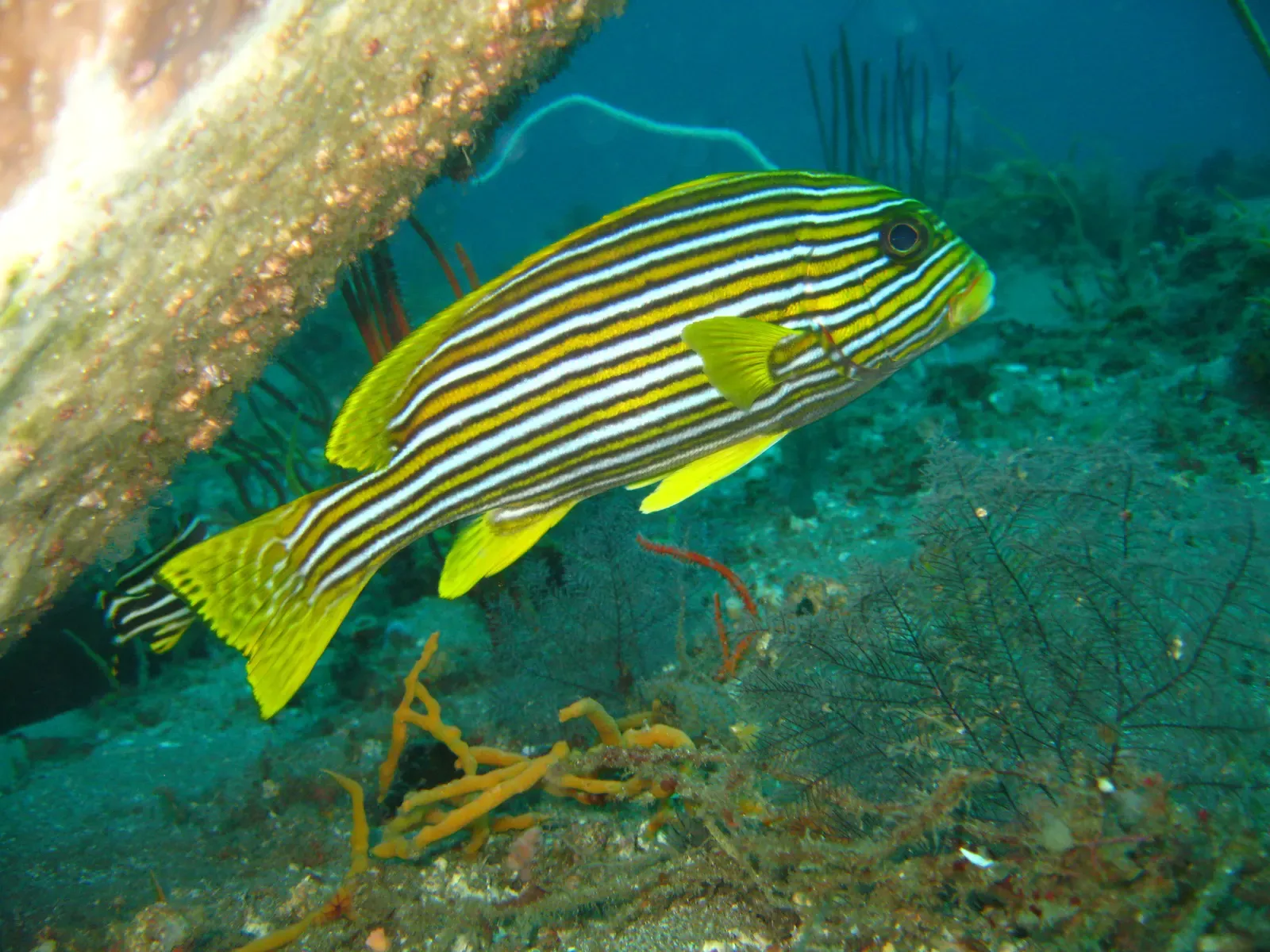 A ribboned sweetlips with bold black and gold stripes hovers beside a coral overhang in Anilao.