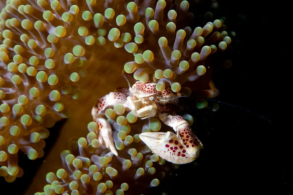 Spotted porcelain crab nestled among the green tentacles of a sea anemone