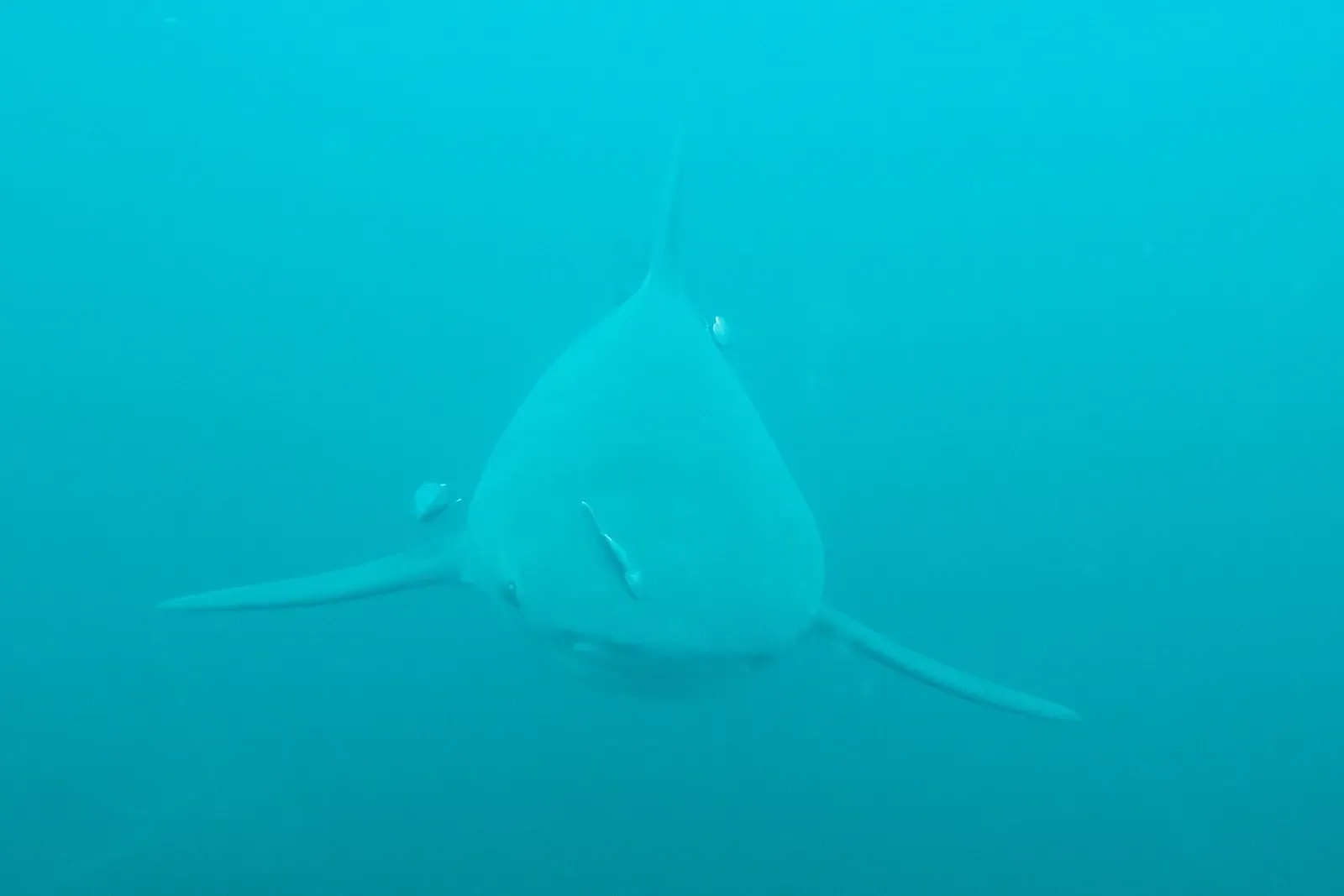 A shark swims head-on toward the camera in hazy blue water at Protea Banks