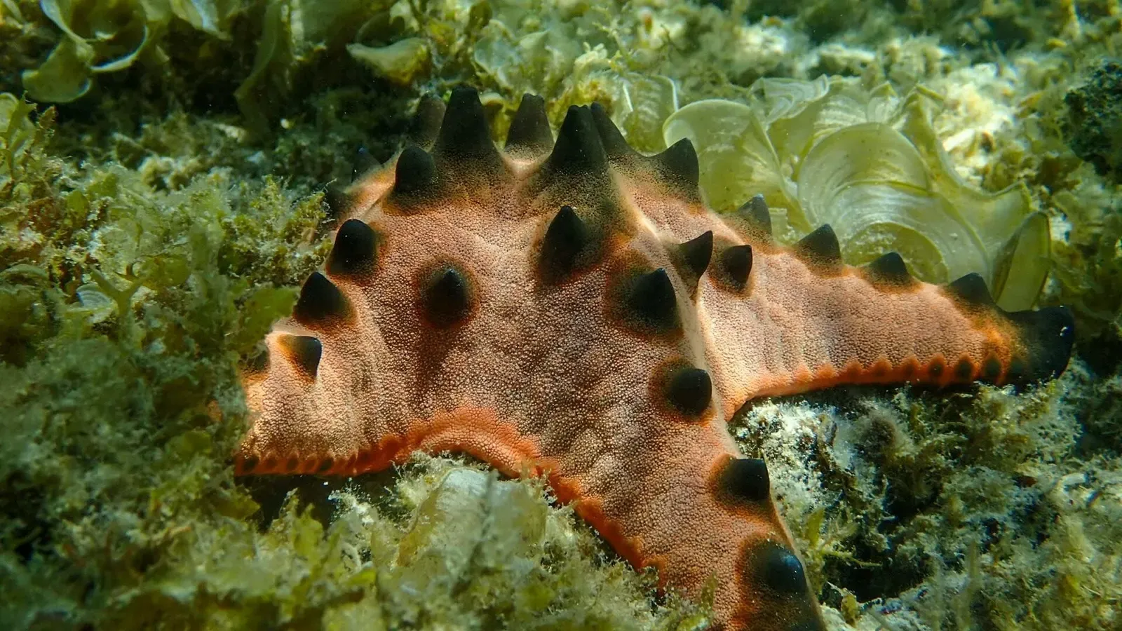 A spiky orange and black chocolate chip sea star rests on algae-covered rubble.