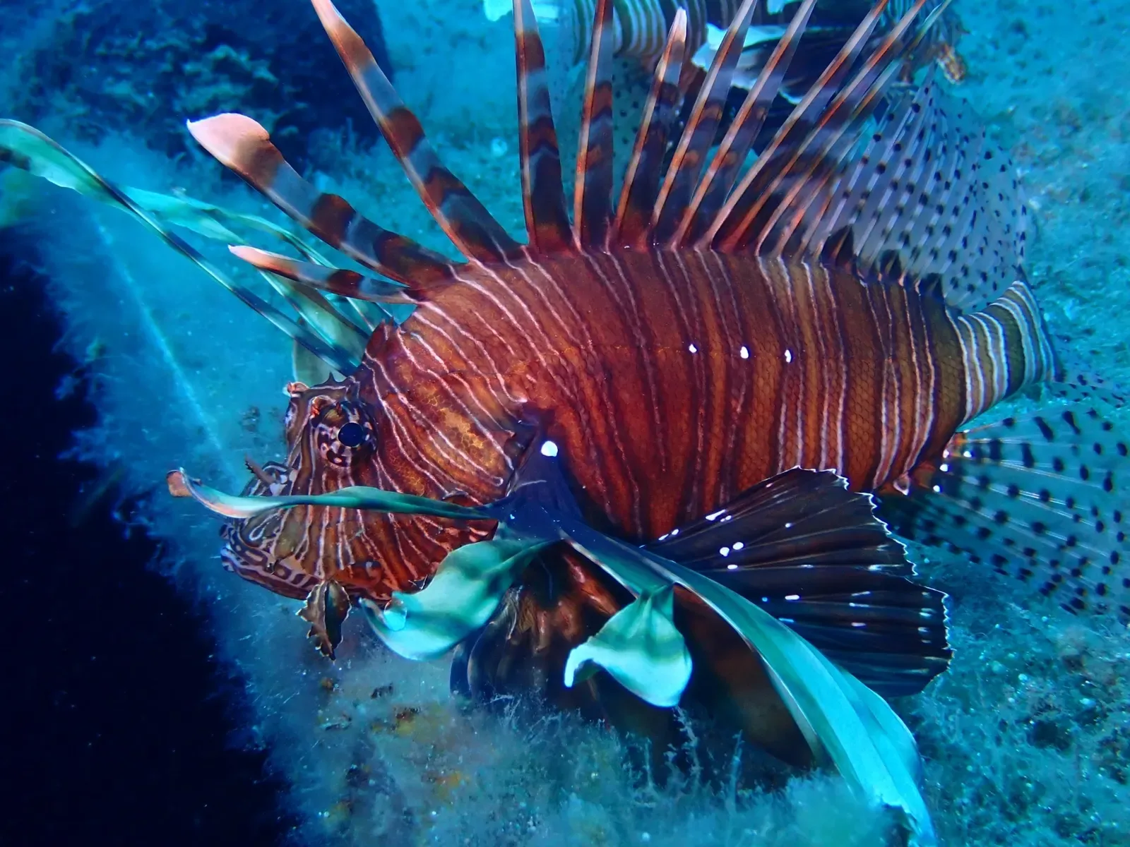 Lionfish with striped fins spread above a reef in Cyprus
