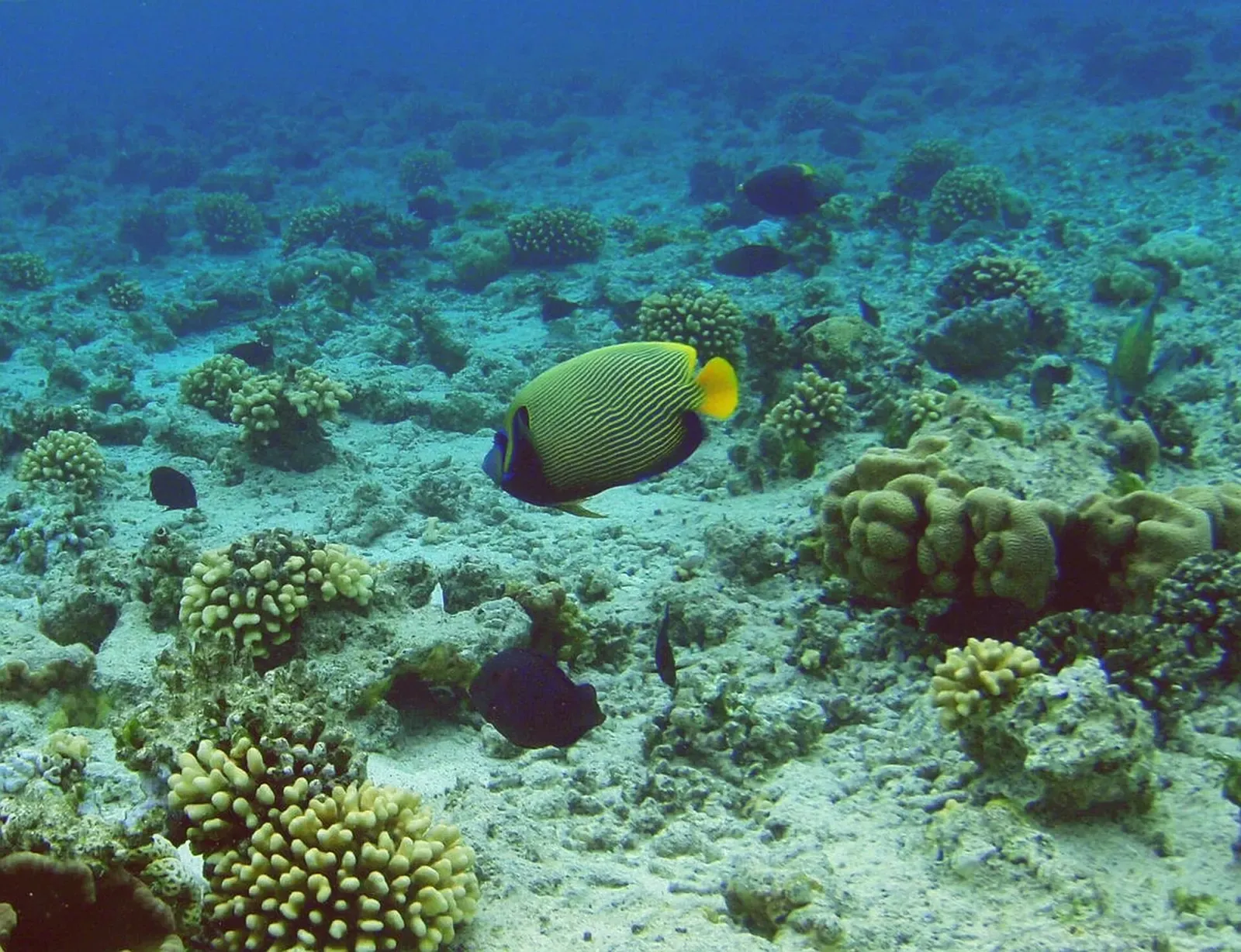 An emperor angelfish swims past coral formations in Ras Mohammed National Park.