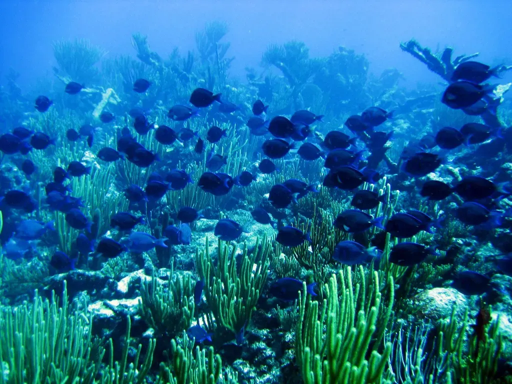 A dense school of blue tang crowds over gorgonian sea fans on a St. Croix reef.