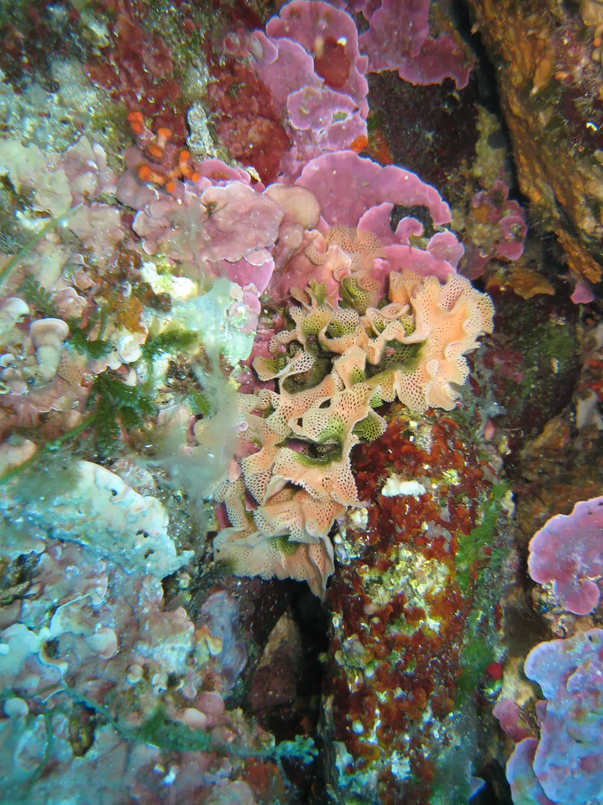 Neptune's lace bryozoan among pink coralline growth on a Port-Cros rock face