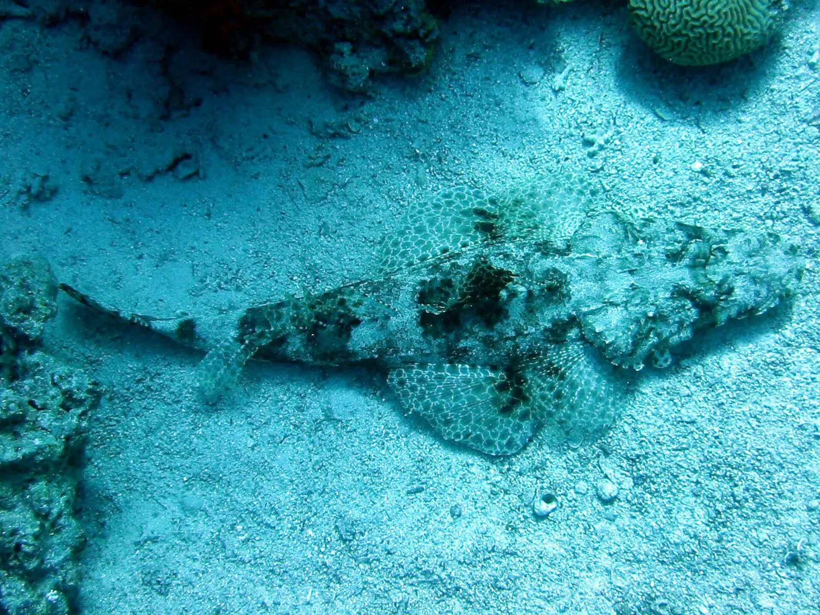 A camouflaged crocodilefish resting on coral at Rick's Reef near Dahab