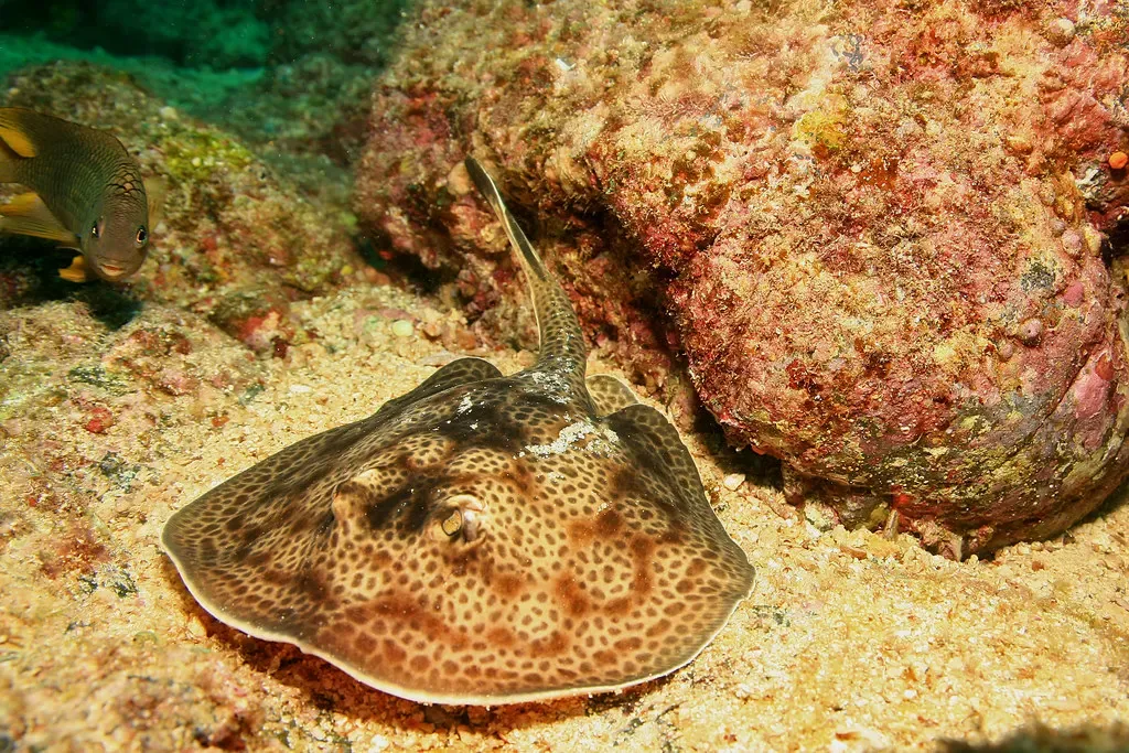 A spotted round stingray rests on the sand beside a coral-covered rock.