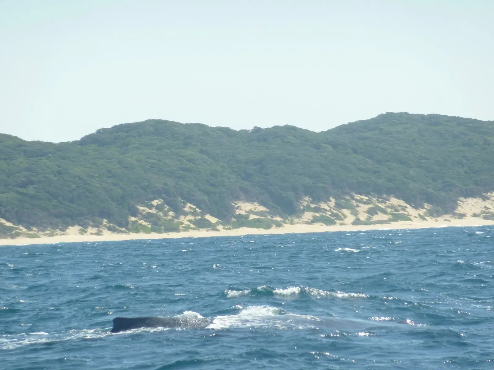 A humpback whale surfaces just offshore of Sodwana Bay's beach and dune forest.
