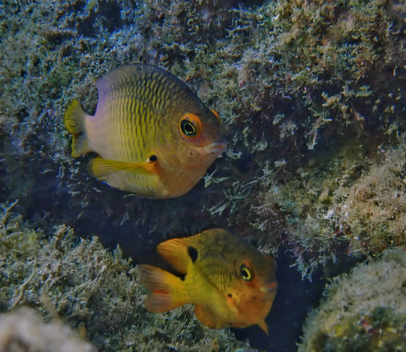 Two Clarion damselfish shelter among rocky reef growth near Socorro Island