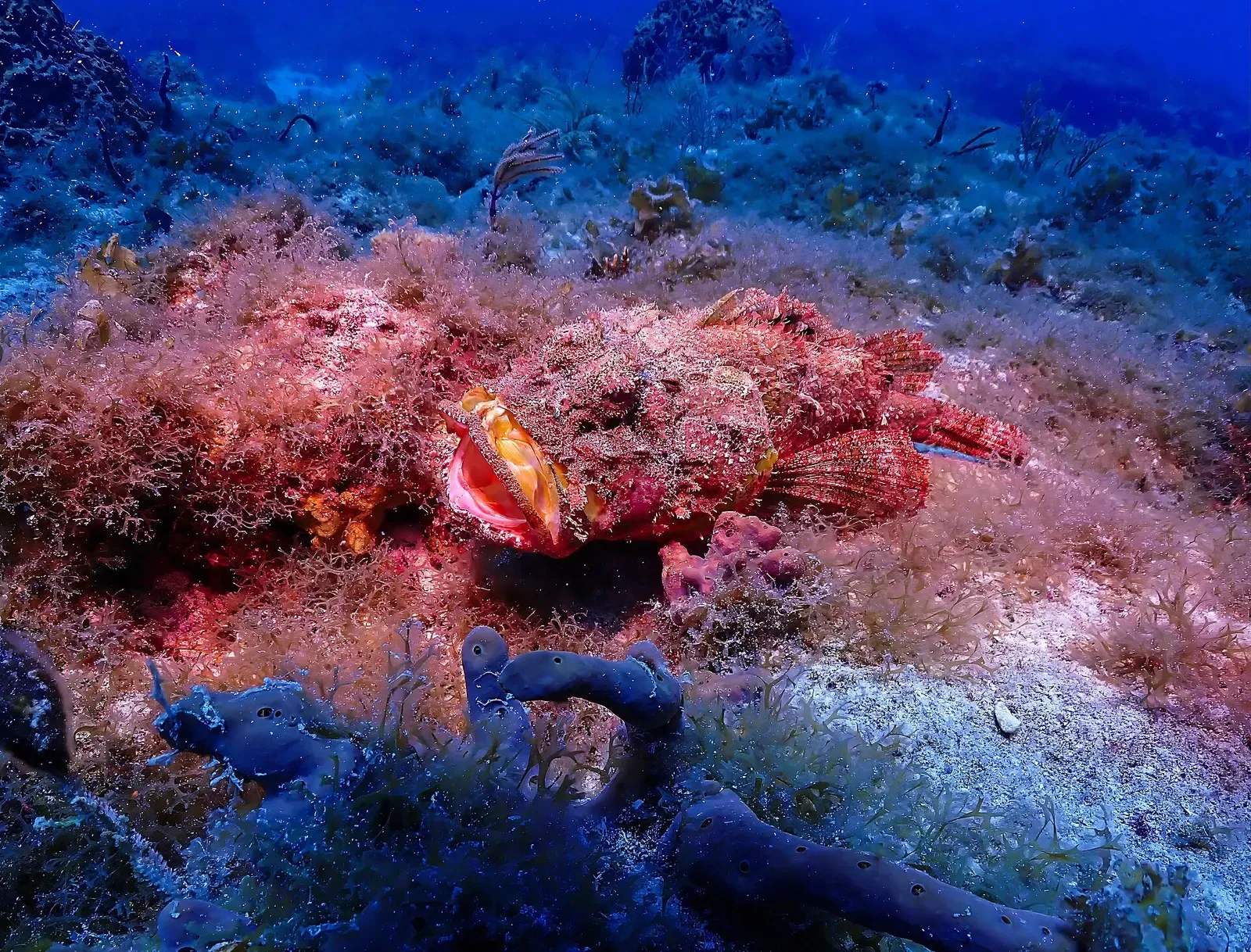 Spotted scorpionfish camouflaged on coral in the Florida Keys