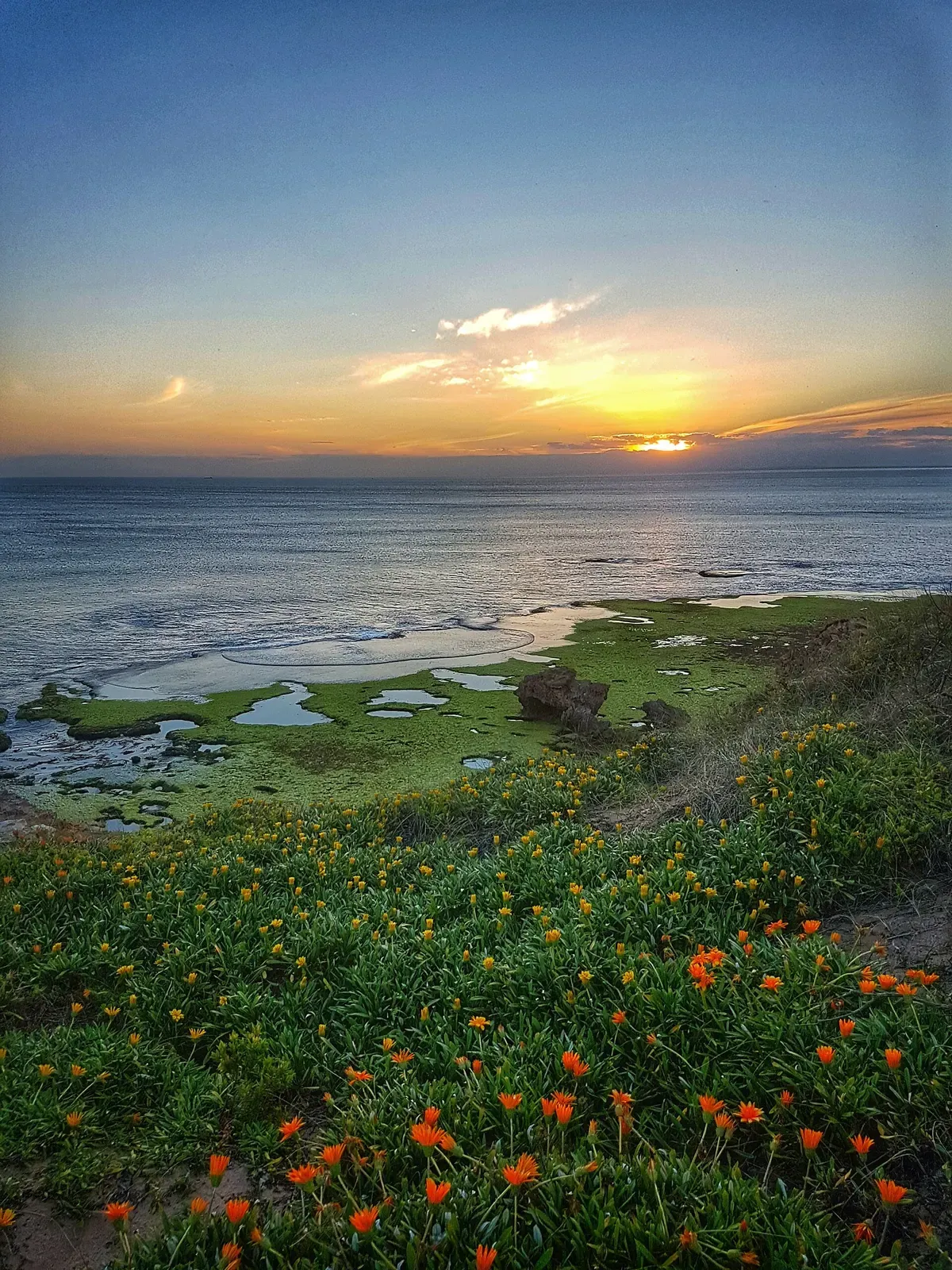 Sunset over tidal rock pools and coastal wildflowers near Sorrento, Victoria