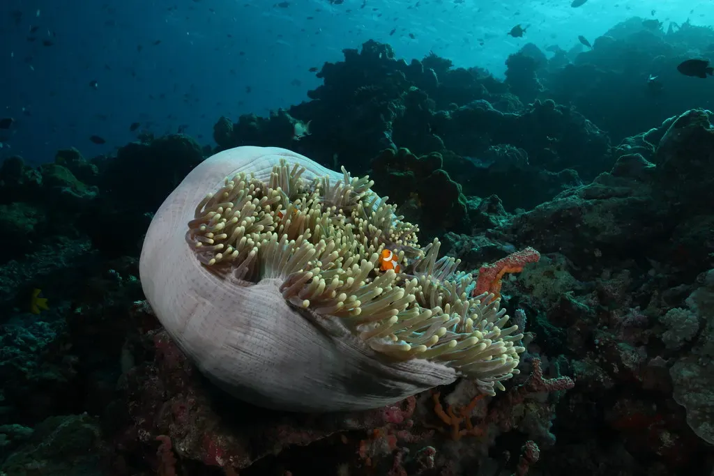 A clownfish sheltering in the folds of a large pale anemone on the reef