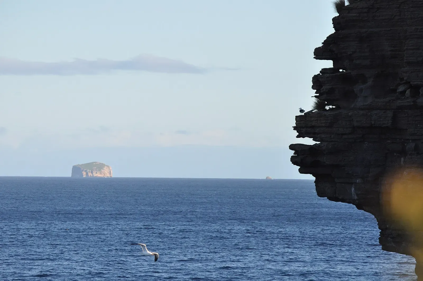 A seabird flies past a sandstone cliff overlooking the open ocean near Eaglehawk Neck, Tasmania.