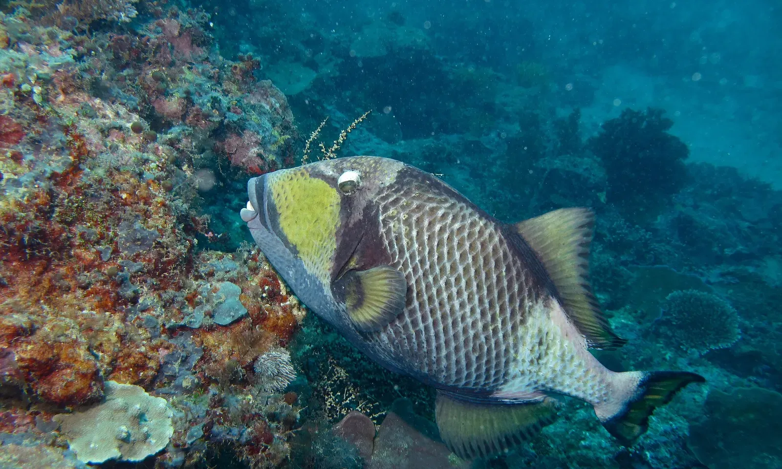 A titan triggerfish patrols the reef edge at South Point on Sipadan island.