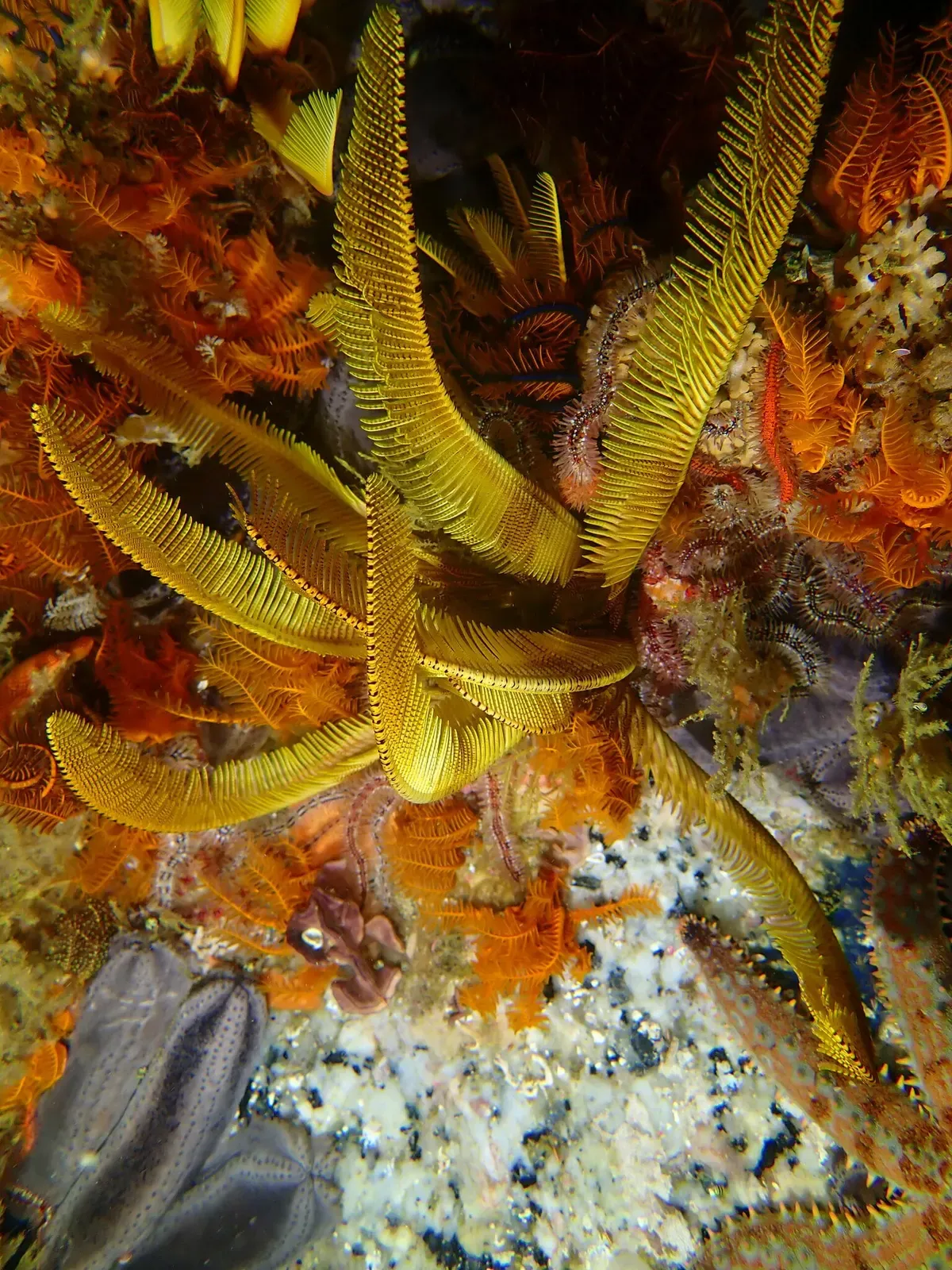 Golden feather stars unfurl their feathery arms across the reef substrate.