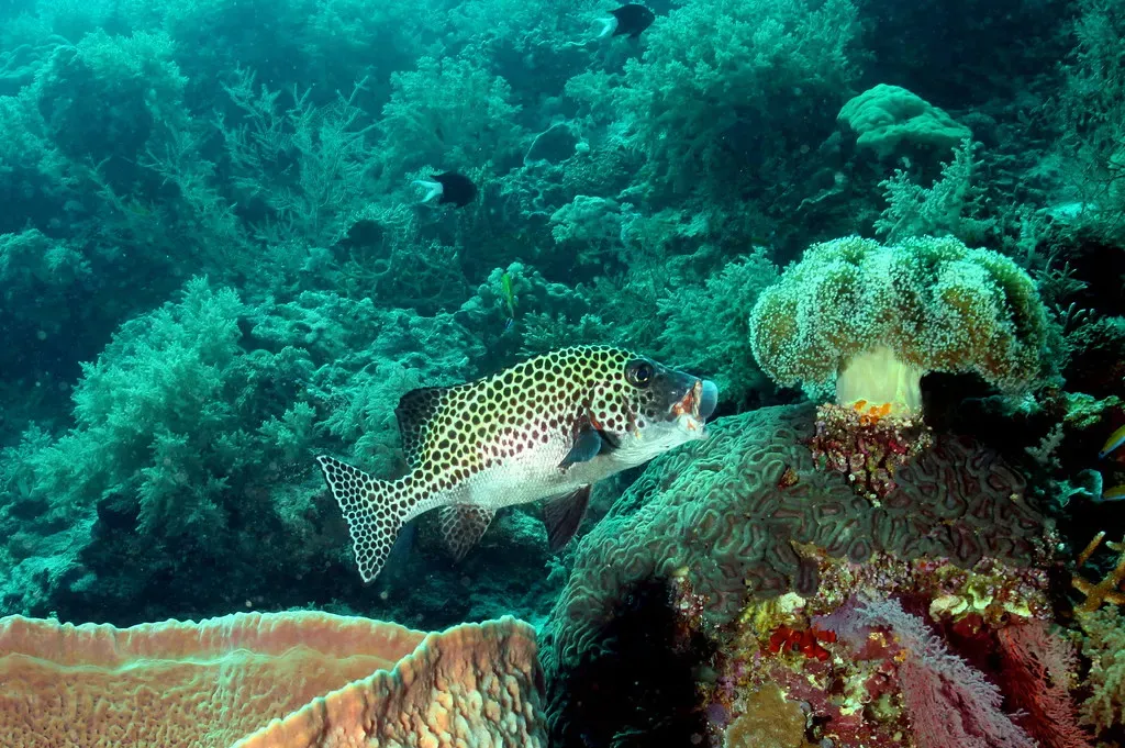 A spotted sweetlips hovers beside a coral bommie at Staghorn Reef, Tubbataha.