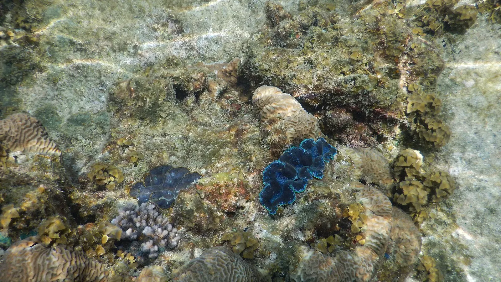 Blue-lipped giant clam set among boulder coral near Koh Tao