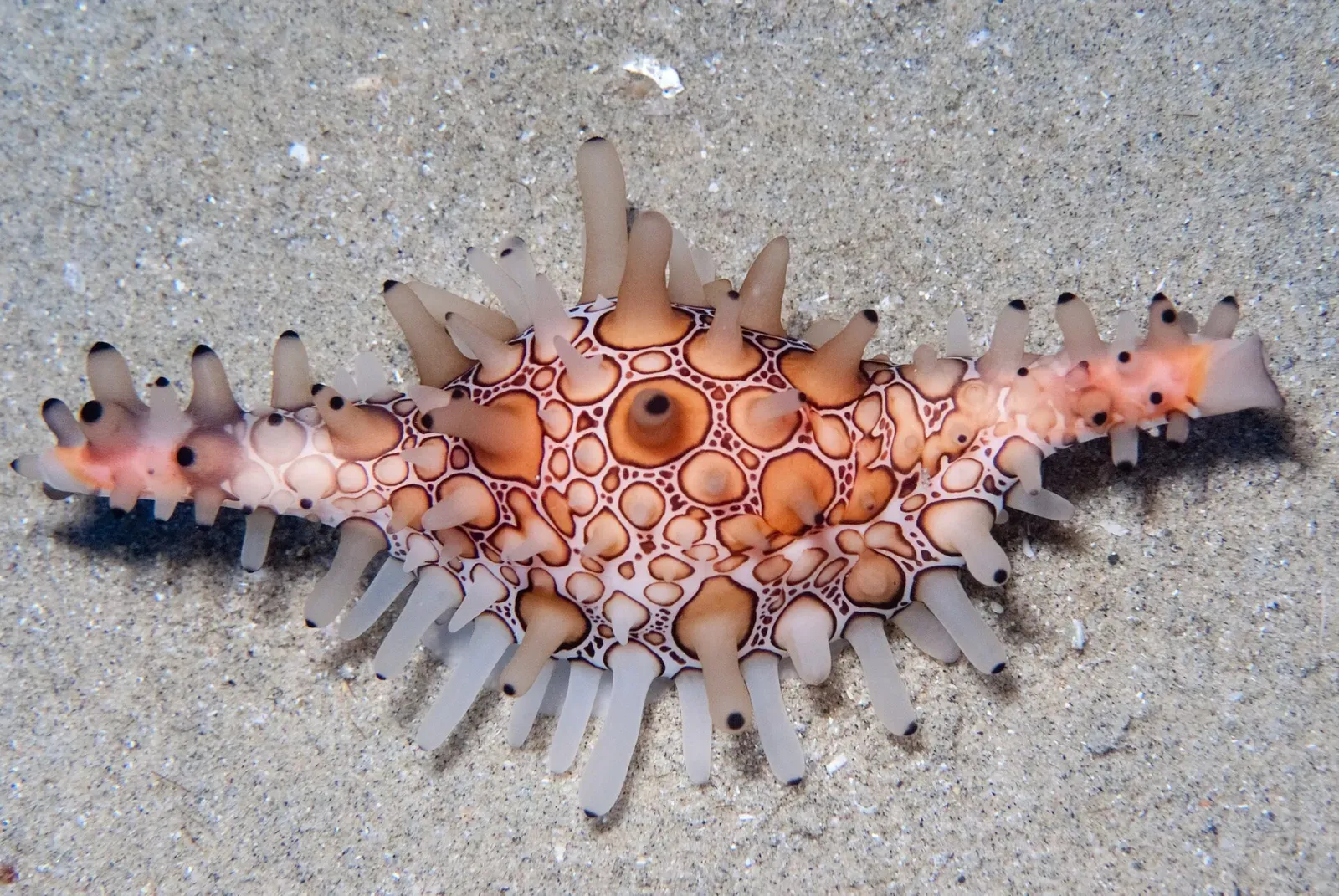 A spindle-shaped Volva volva sea snail rests on the sandy seabed near Ponta do Ouro.