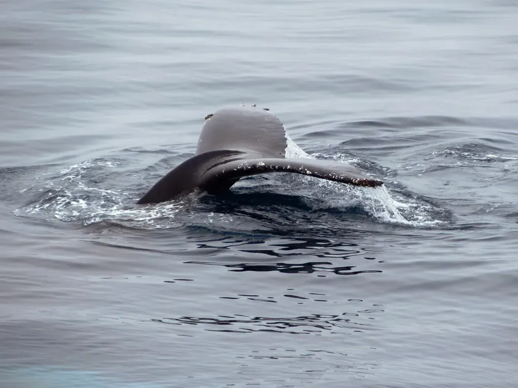 A humpback whale's tail fluke rises from grey water as it dives