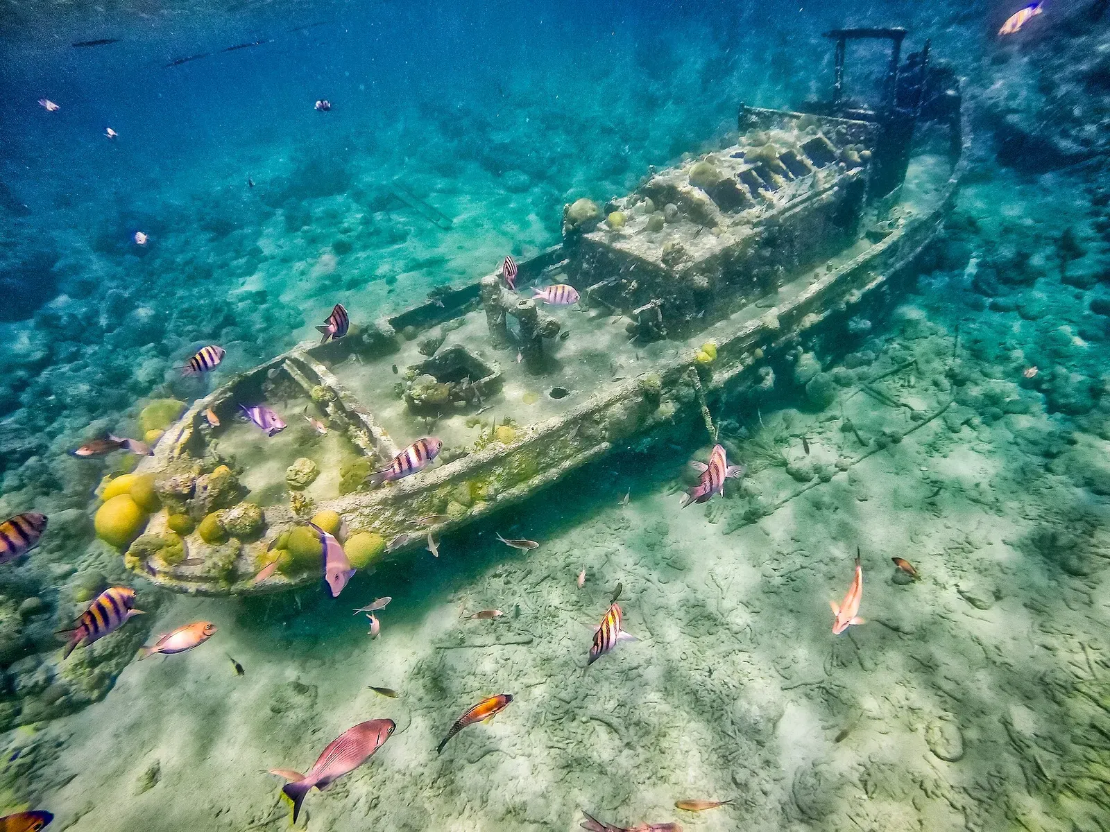 Colorful reef fish swim around a shipwreck resting on the sandy bottom off Curaçao